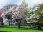 Flowering cherries