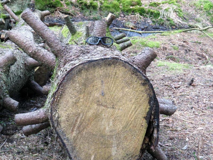 In Hisingsparken: Glasses on the felled tree