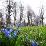 Spring in the graveyard