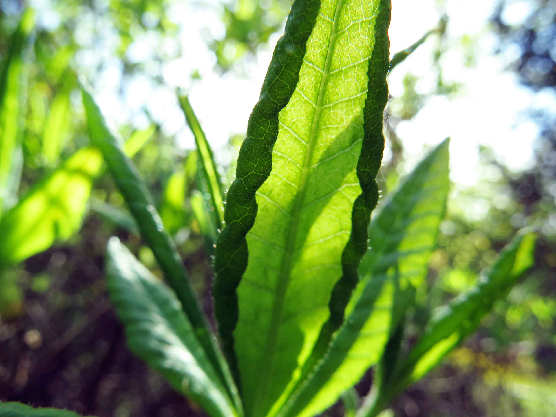 Azalia leaves macro