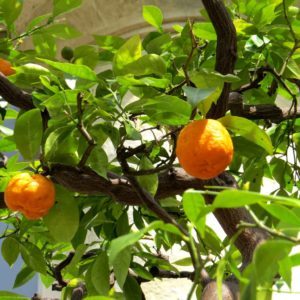 Royal Seville Oranges outside Royal Orangery