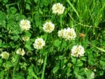 A bee in clover