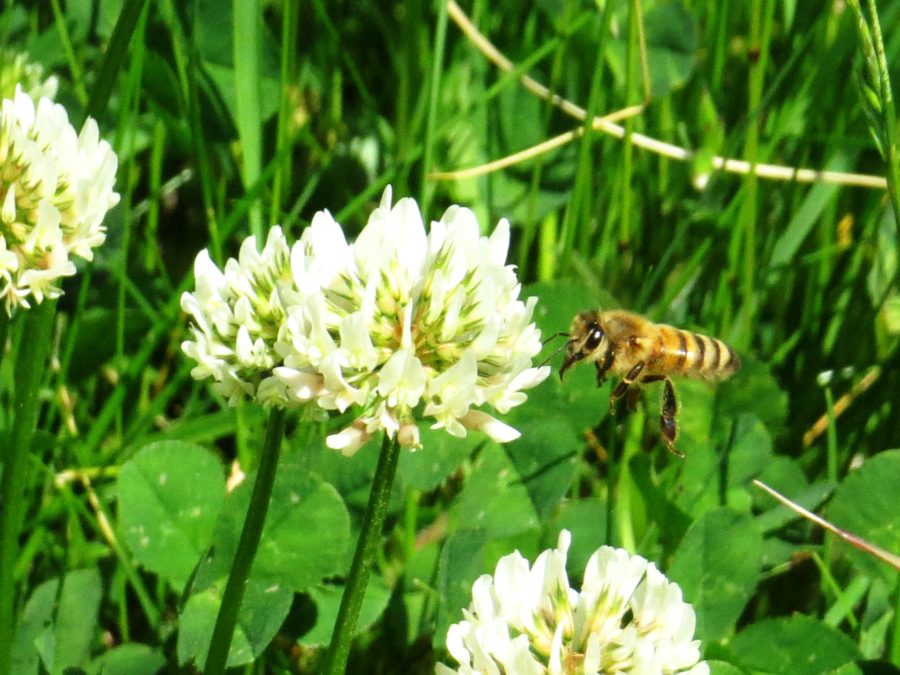 Bee in clover, detail