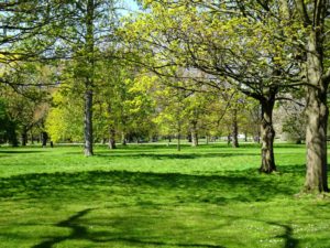 London green: In Kensington Gardens