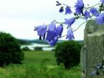 Harebells at Ragnhildsholmen