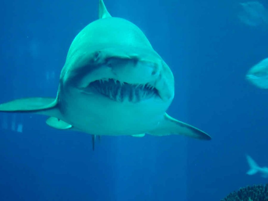 Wednesday - In the aquarium - shark 3