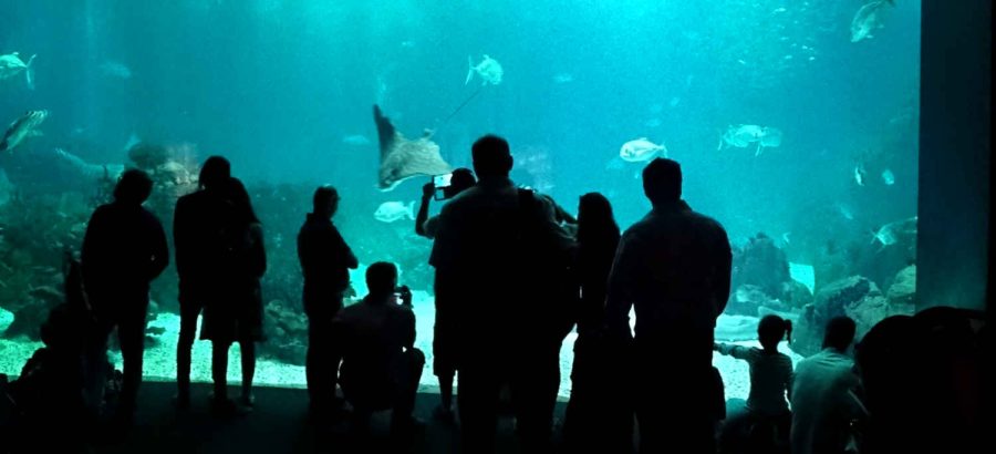 Wednesday - In the aquarium - silhouettes 2