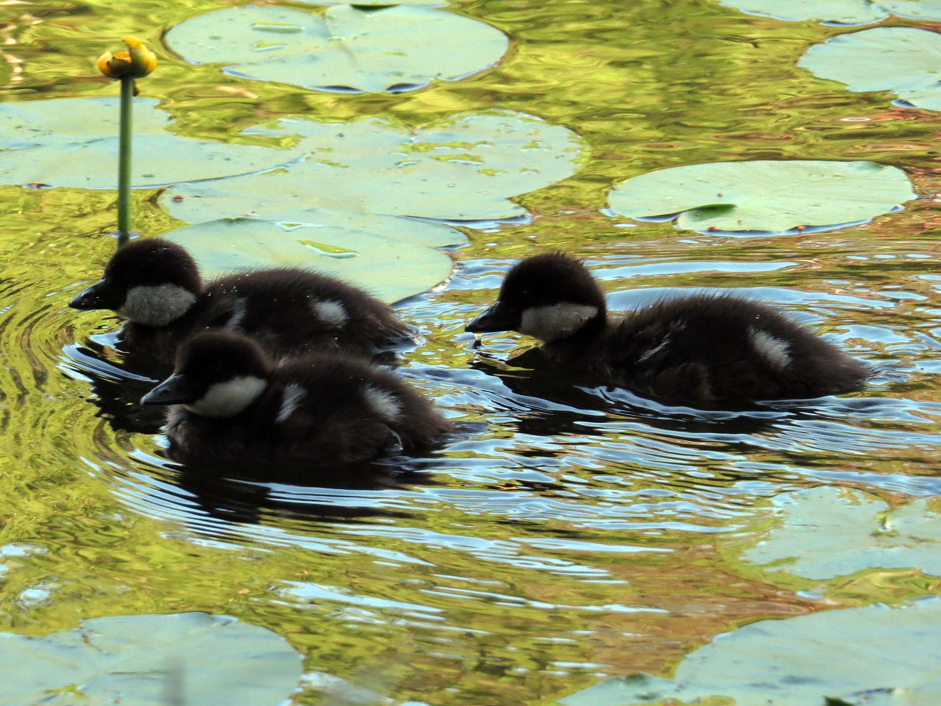 Ducklings on Slätta dam June 2013