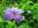 Midsummer flower macro