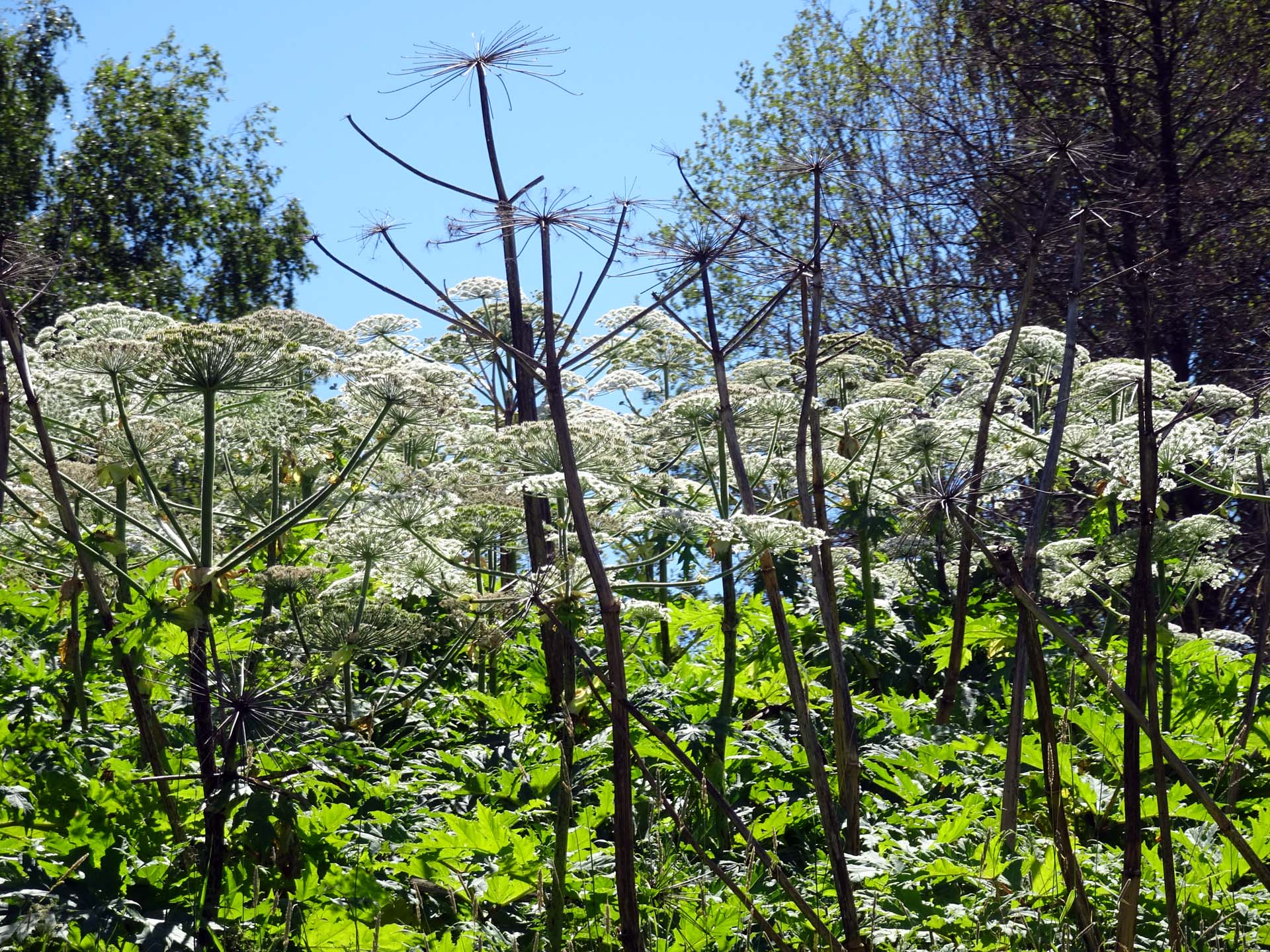Padan: Heracleum maximum Giant Hogweed - invasive species - growing along Saveån