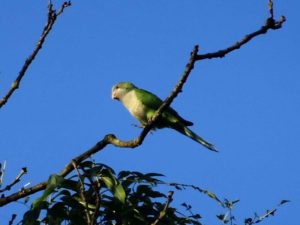 Parakeet on a high branch