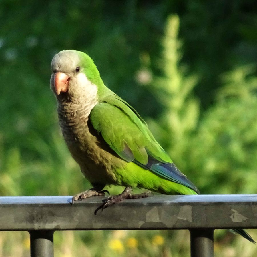 Parakeet on rail