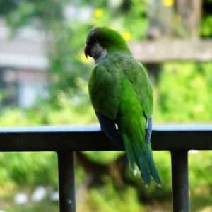 Parakeet on rail shaded