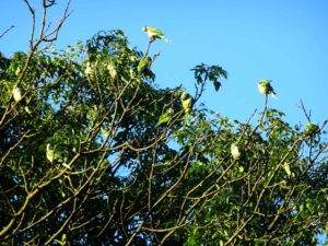 Parakeets preening in the morning sun