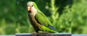 Parakeets header
