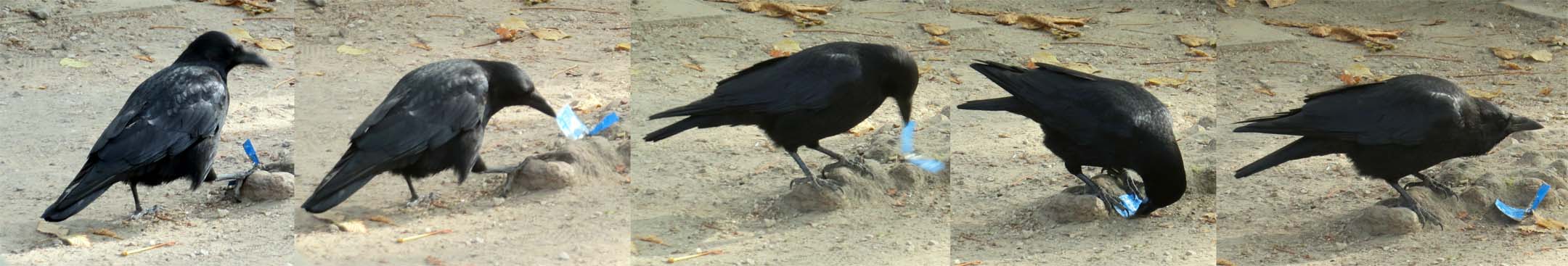 Photo catch-up: Crow playing in Parc de Bruxelles