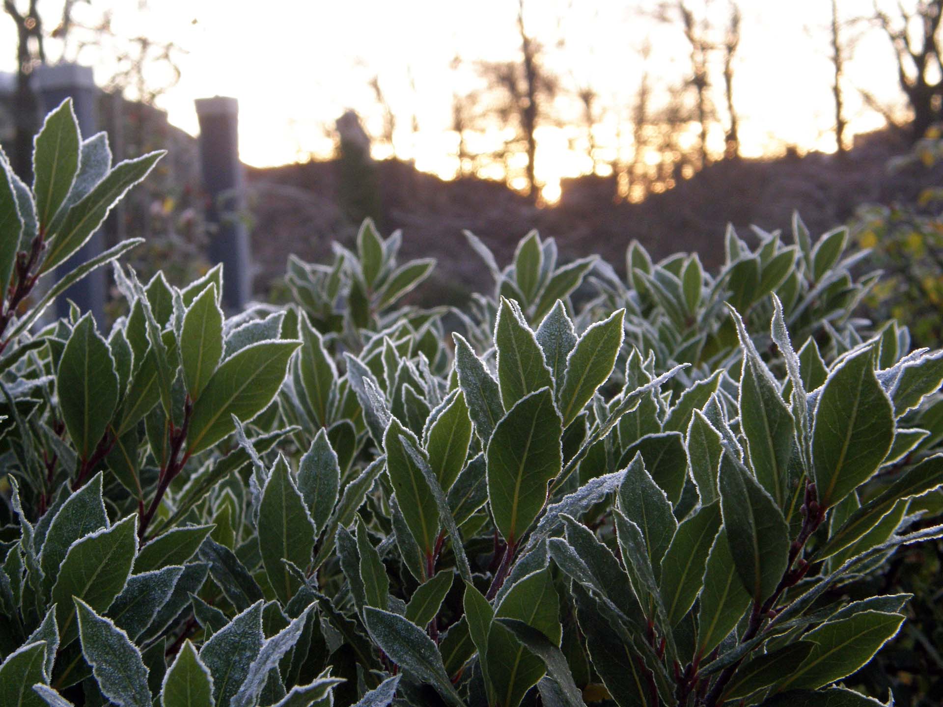 Frosted bayleaves