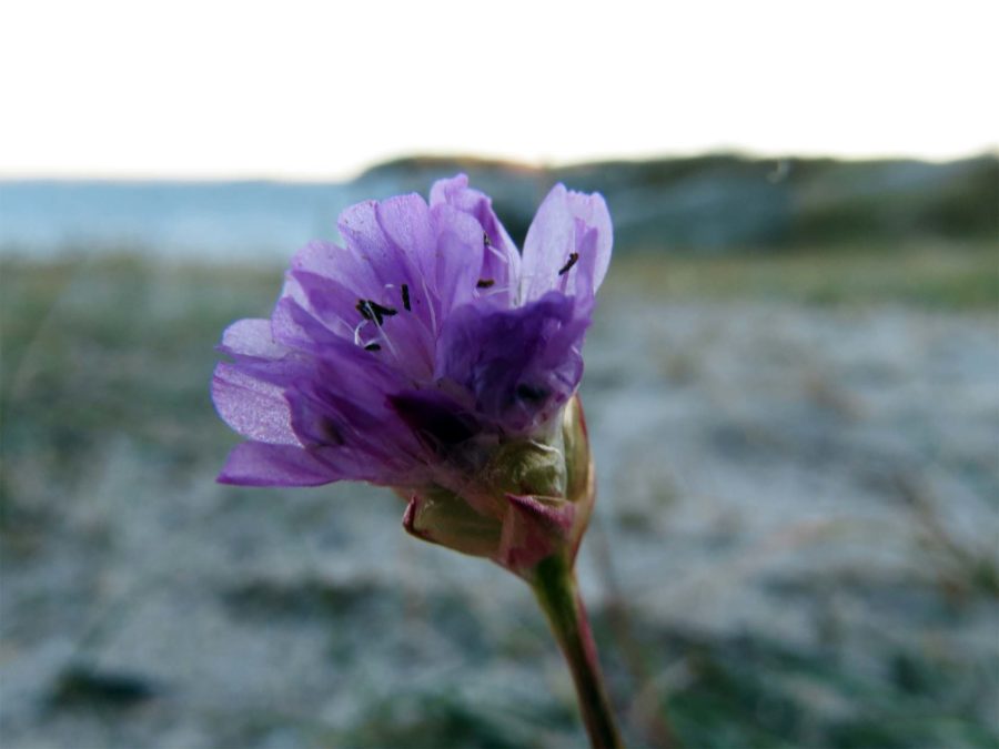 Wrong Island: Vrångö strand flower