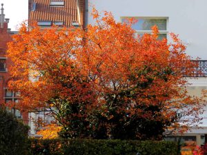 Abbe Froidure's Park - Autumn colours