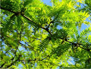 Photography - sunlight on leaves