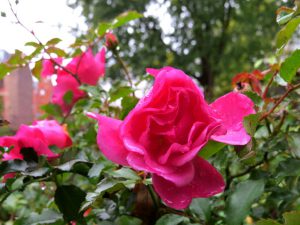 Rain on a rose