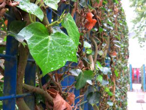 Rain on vine leaves