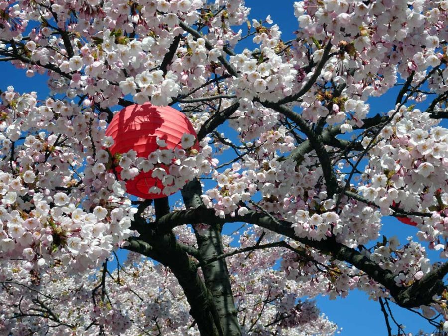 Cherry blossom before April showers have rained it away