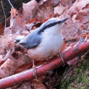 A nuthatch