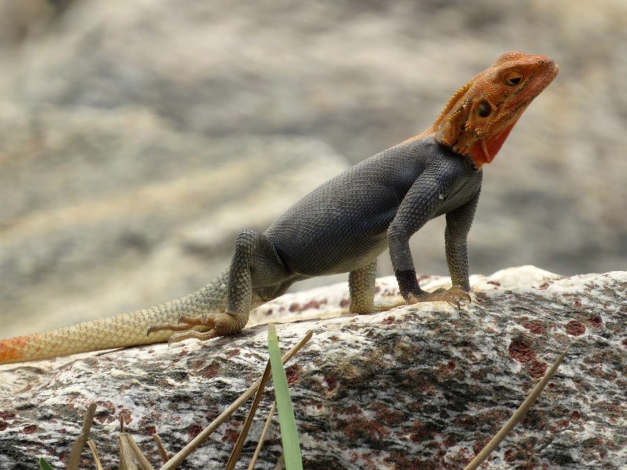 Ghana memories: Lizard sunning itself on Tema beach