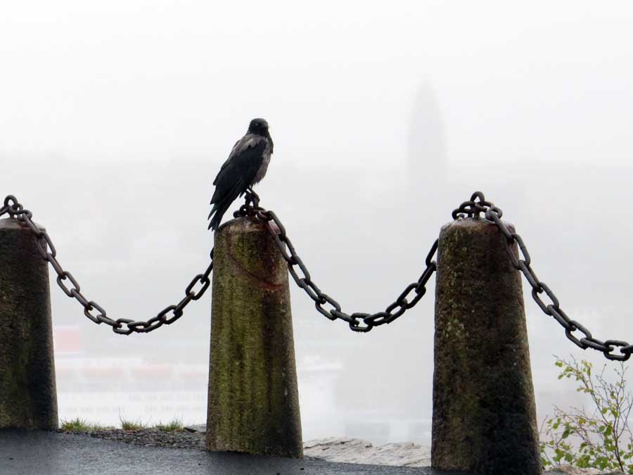 Bedraggled crow, Masthugget in the distance