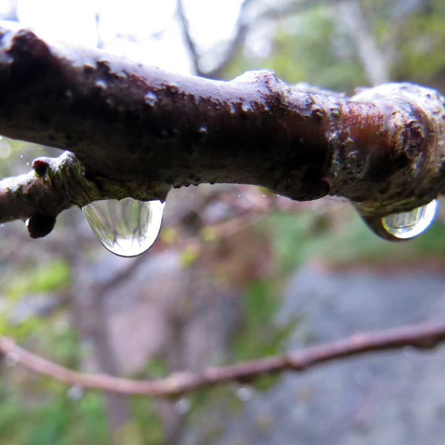 Raindrops on oak twigs - the world upside down