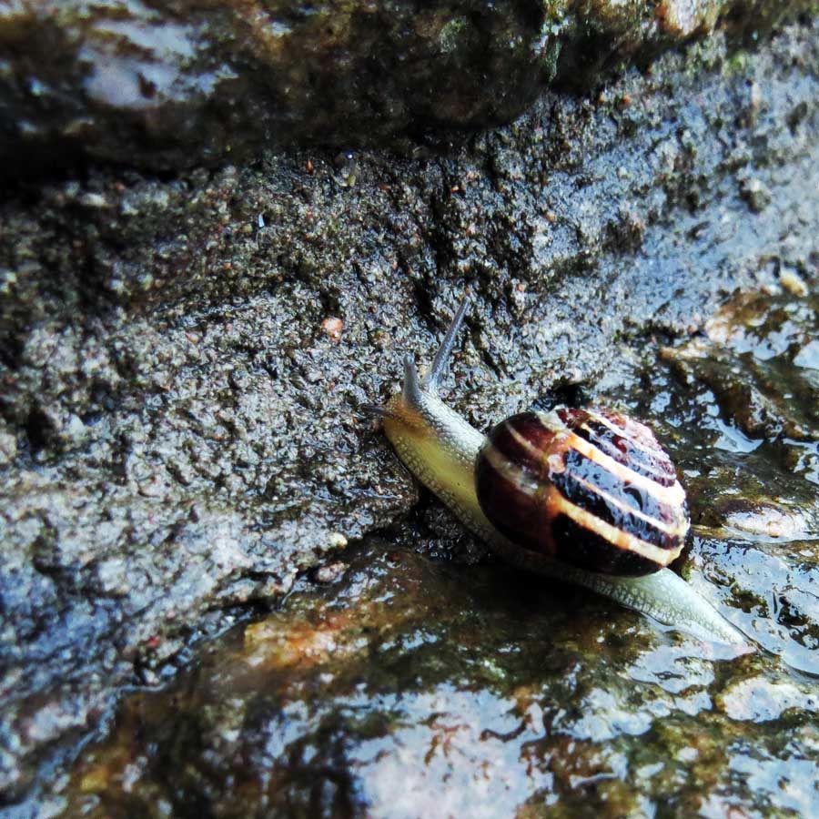 Snail in the rain