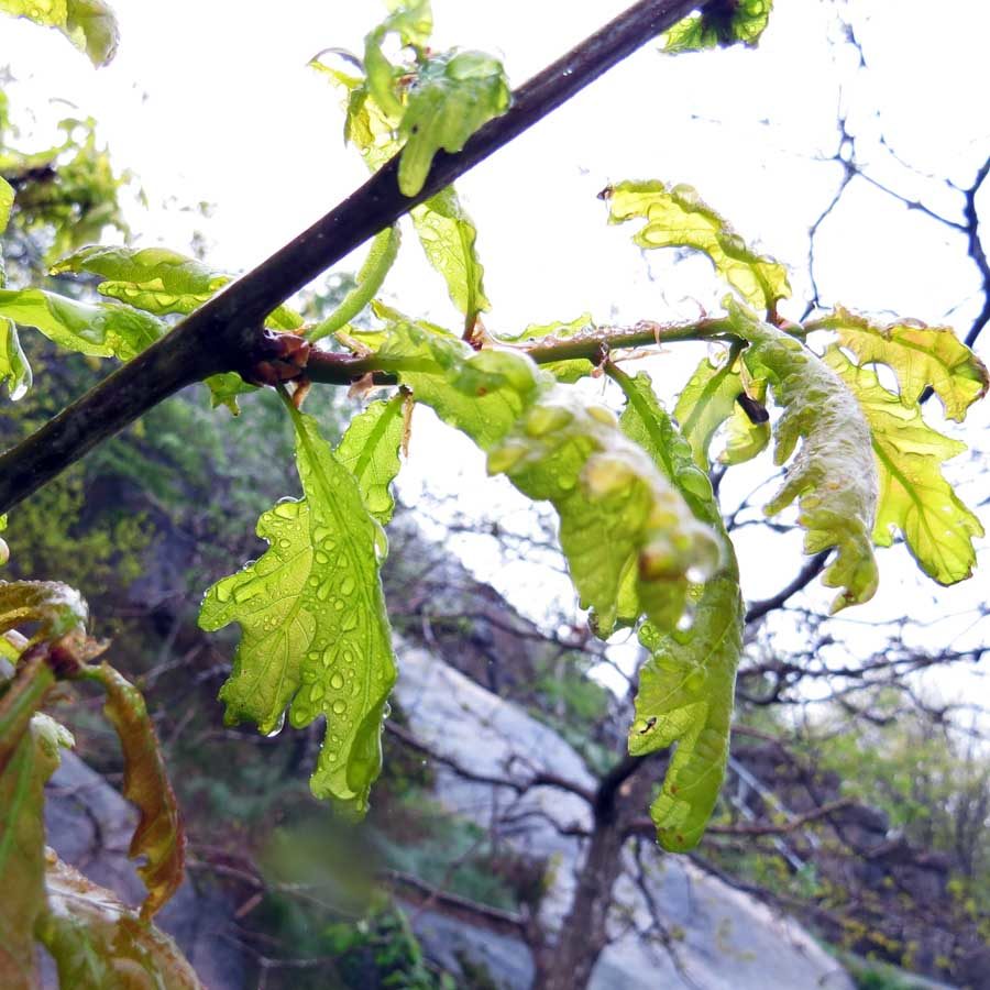 Youn oak leaves in the rain: the light green ort