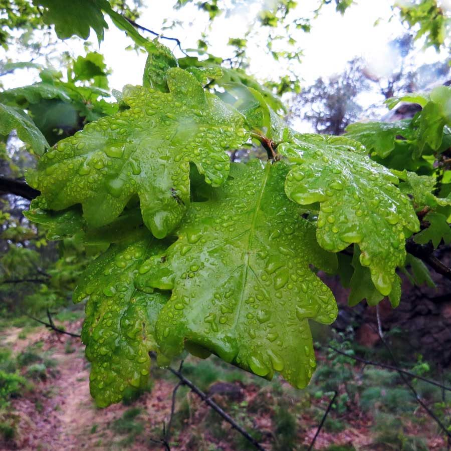 Slight older oak leaves with a more characteristic, adult green