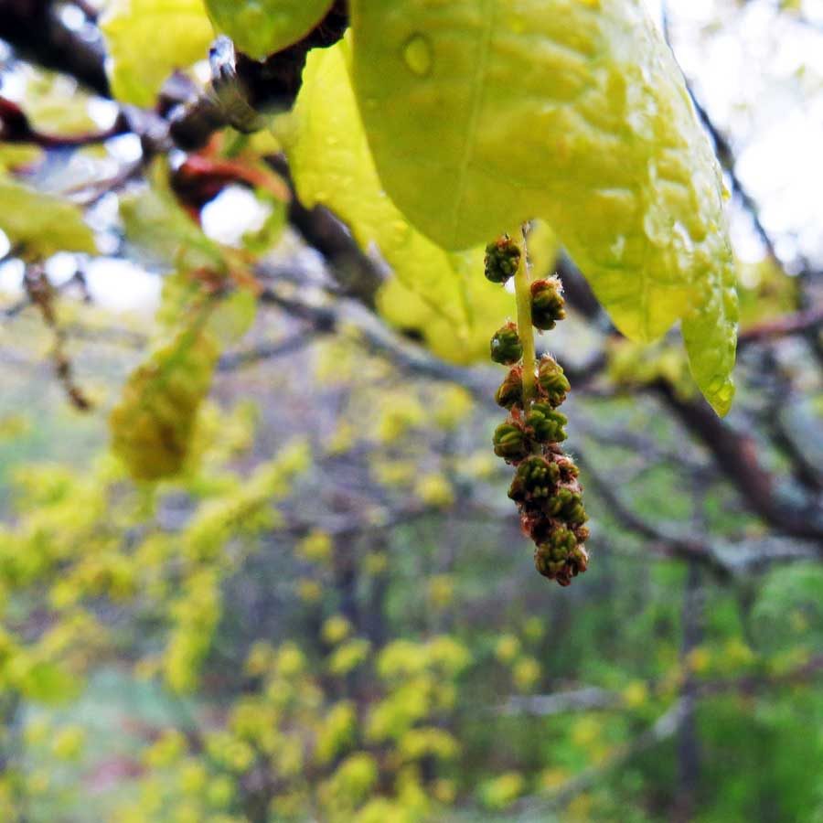 Young oak flowers