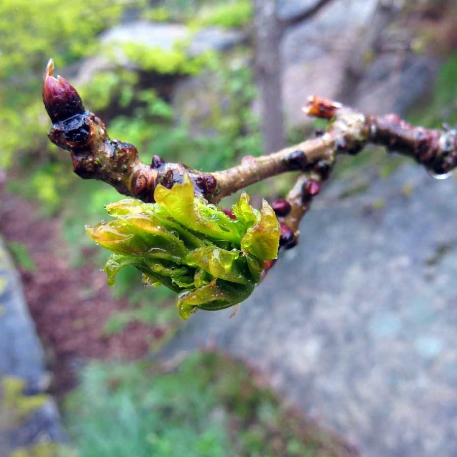 Young oak leaves in the rain: buds and budding leaves