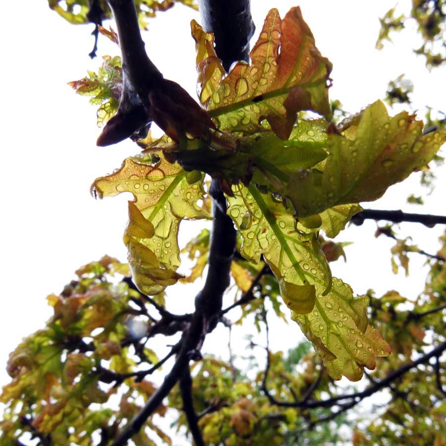 Young oak leaves in the rain: rain drops seen through leaves