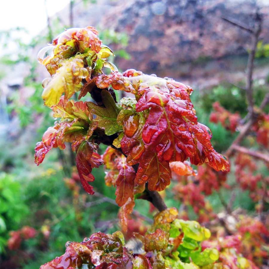 Young oak leaves in the rain: the red sort