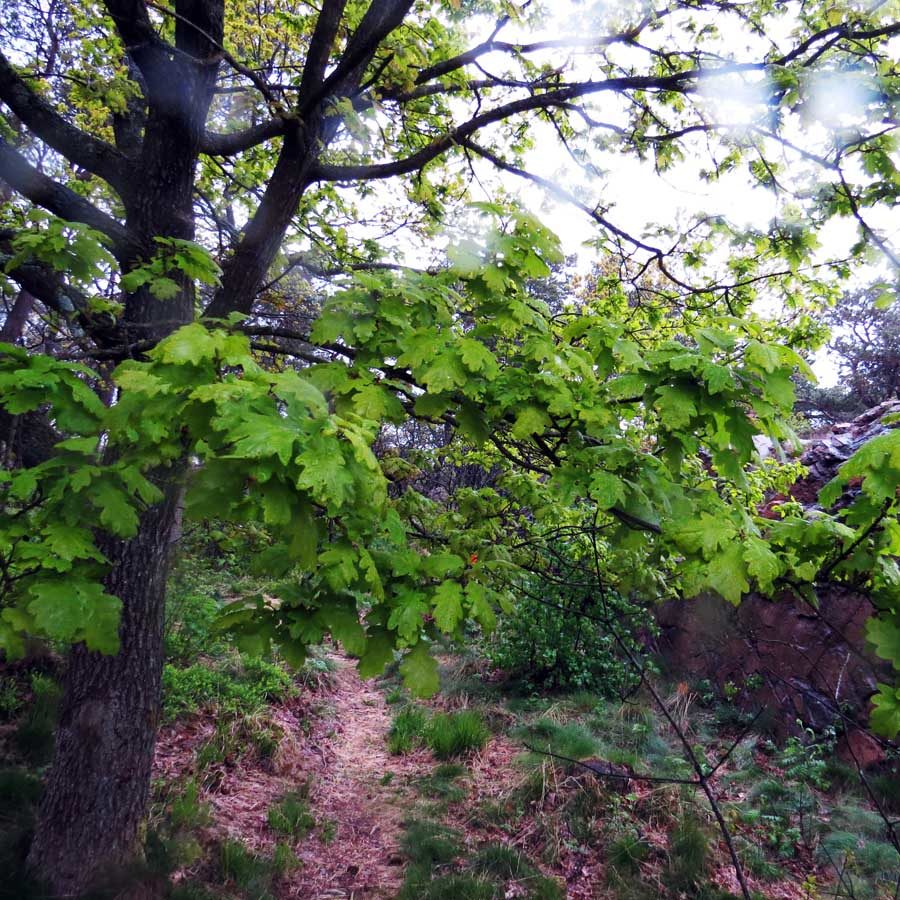 Young oak leaves in the rain - slightly more mature leaves raindrops on the lens