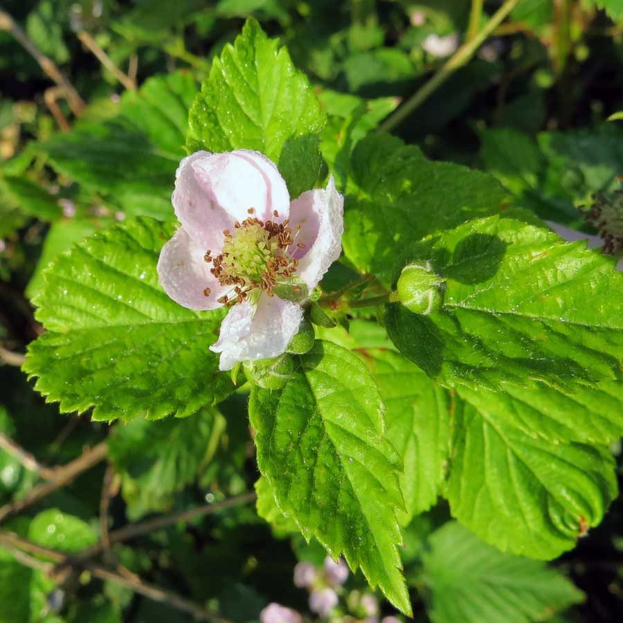 Single blackberry flower and bud on Ramberget