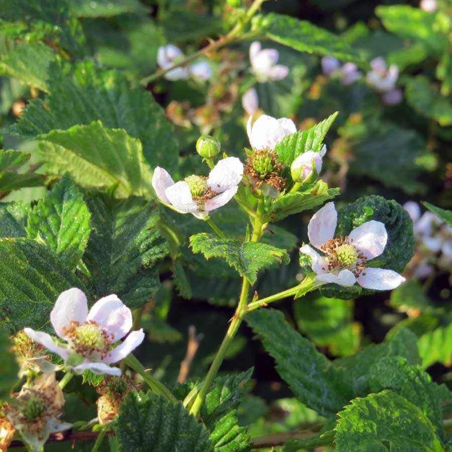 Blackberry flowers on Ramberget