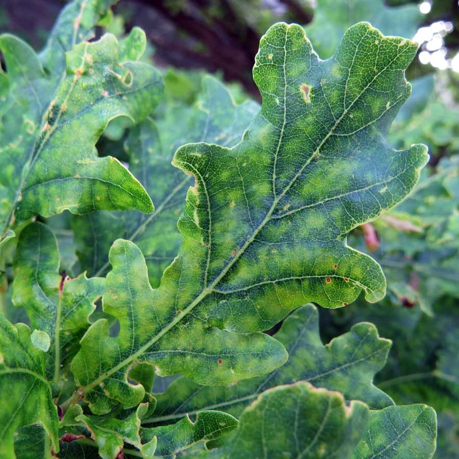 Oak leaves on Ramberget