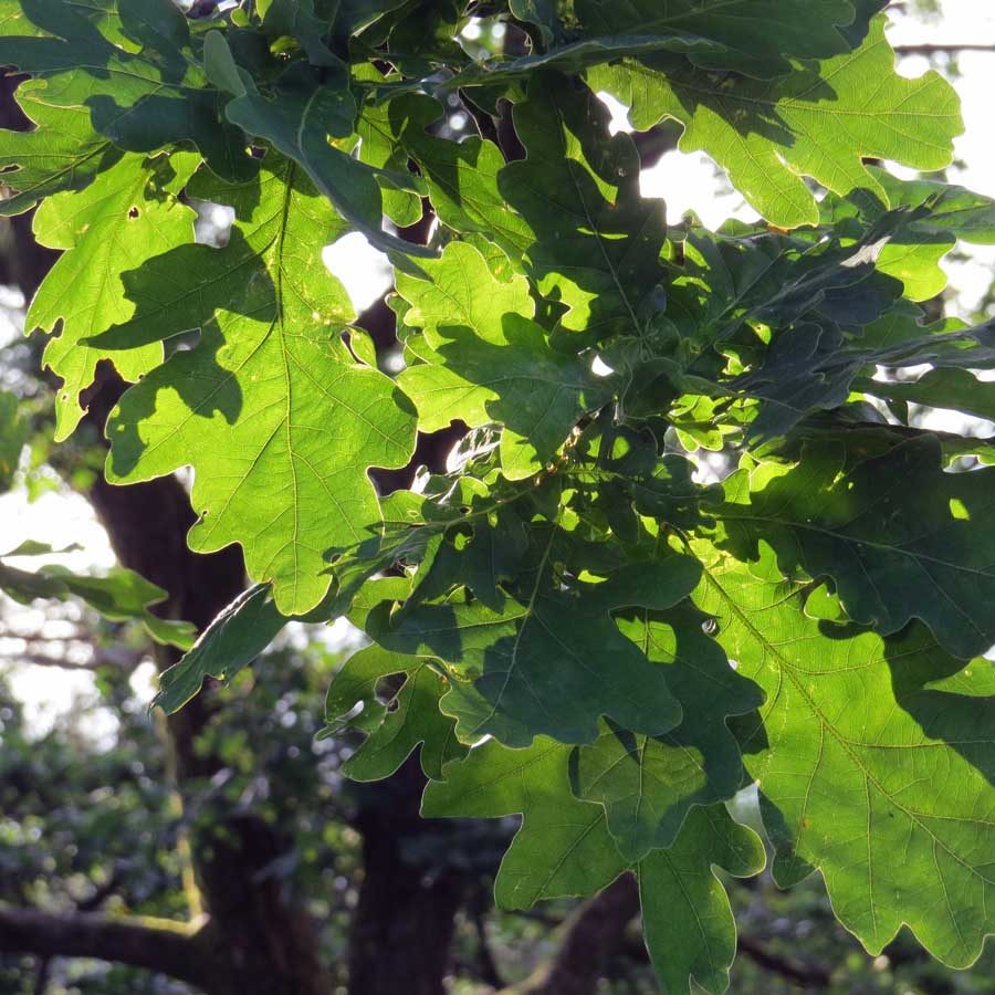 Oak leaves on Ramberget in the morning sun