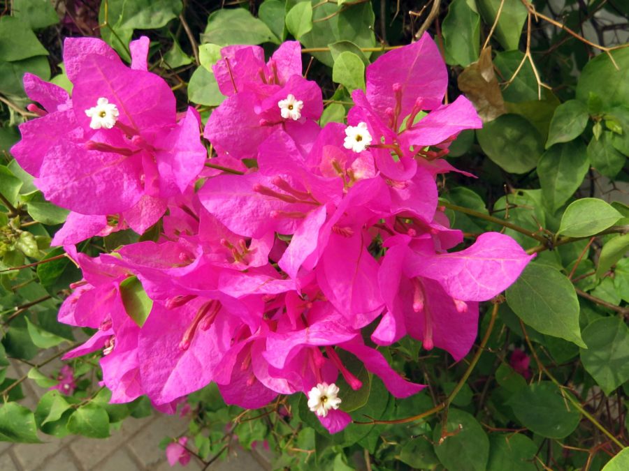 Flowers in the garden of Agoo hostel