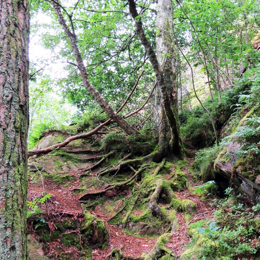 July in Photography - Mossy roots in a a tangle at Slätta damm