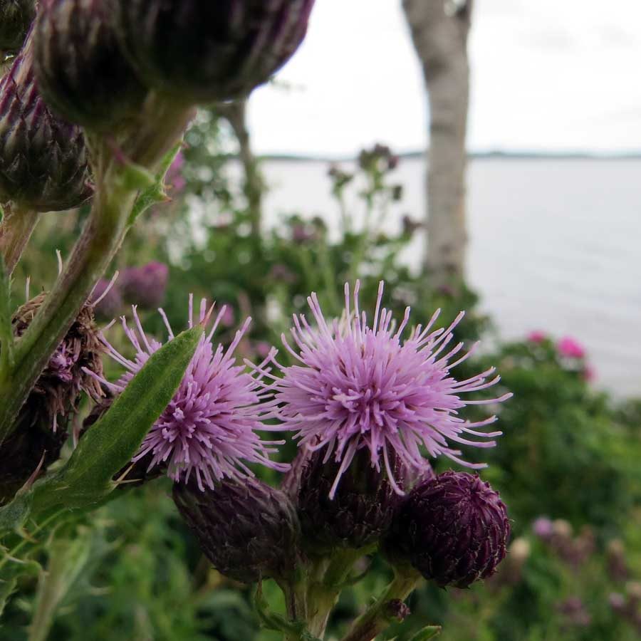 July in Photography: Rain-wet thistle heads in a garden by the sea