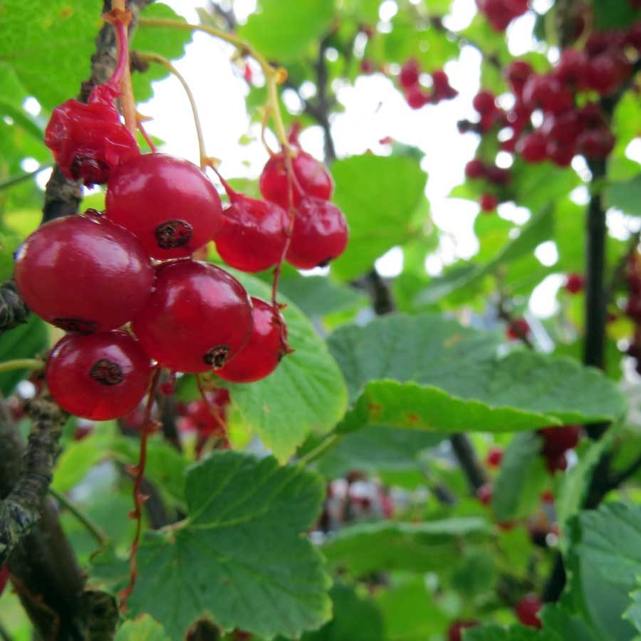 July in photography - Redcurrants in the garden 