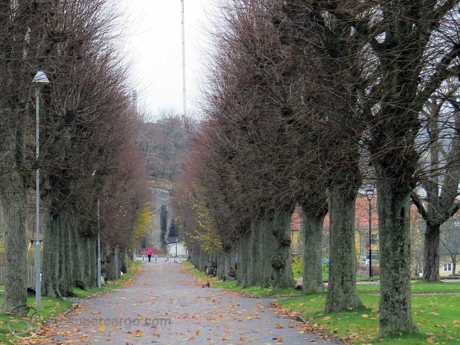 Muted autumn: An avenue of autumn bare, pollarded trees