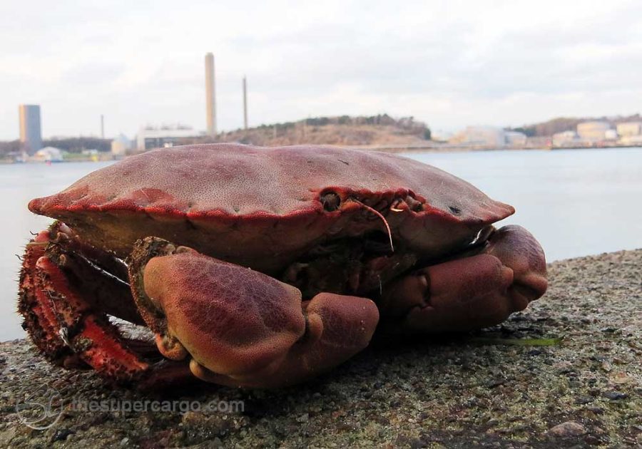 Crab demanding to be photographed