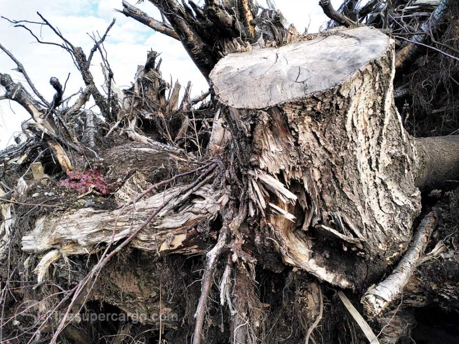 On the north side: a detail photo of a tree stump in the pile of grubbed up tree stumps